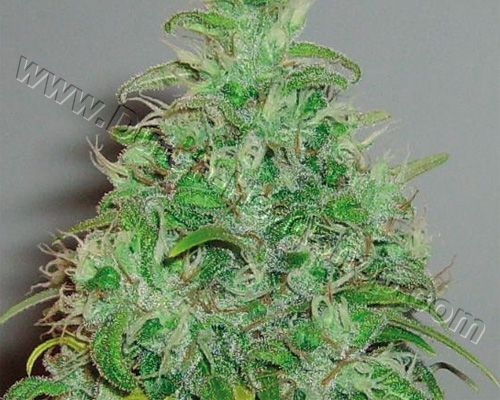 Skunk 1