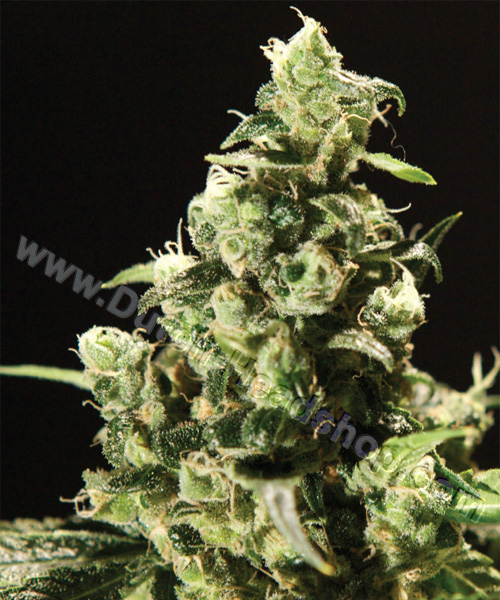 Sour Diesel Seeds